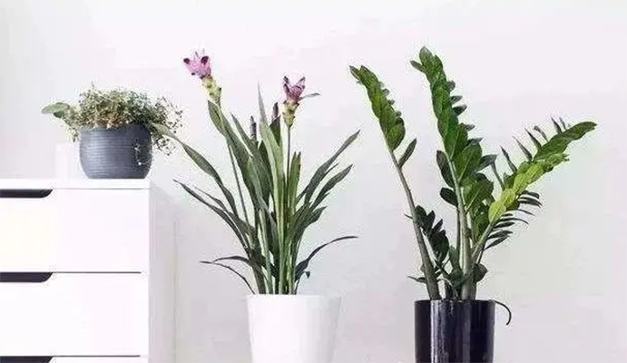 植物